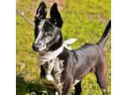 Adopt Seamus a Catahoula Leopard Dog, Mixed Breed