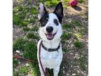 Adopt Cowboy a Border Collie, Rat Terrier