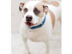 Adopt CLYDE a American Staffordshire Terrier