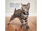 Adopt Roly + Poly a Tabby