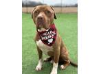 Adopt Sammy a Pit Bull Terrier