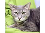 Adopt Chip a Domestic Short Hair