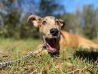Adopt Levee a Greyhound, Catahoula Leopard Dog