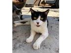 Adopt Bigote a Domestic Short Hair