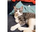 Adopt Silver a Domestic Short Hair