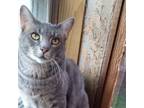 Adopt Grey a Russian Blue, Domestic Short Hair