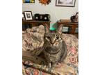 Adopt Mr T a Tabby