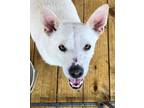 Adopt Snowby a Carolina Dog