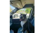 Adopt Kody a Pit Bull Terrier