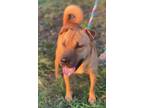 Adopt Tofu a Shar-Pei, Chow Chow