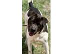 Adopt Harvey a Bluetick Coonhound