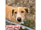 Adopt Jack a Labrador Retriever, Mountain Cur