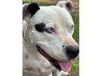 Adopt PAX a American Staffordshire Terrier