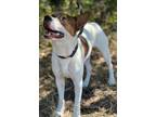 Adopt Zeke a Basenji