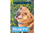 Adopt RUSTY a Chow Chow, Labrador Retriever