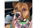 Adopt Fuller a Pit Bull Terrier, American Staffordshire Terrier