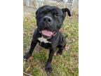 Adopt Bubba a Cane Corso