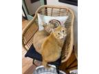 Adopt Tiger a American Shorthair