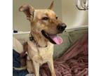 Adopt Ruff Ruff a Labrador Retriever, Shepherd