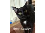Adopt Butch Cassidy a Domestic Short Hair