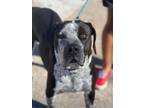 Adopt Astro a Hound, German Shorthaired Pointer