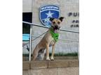 Adopt Babe Ruth a Black Mouth Cur, Shepherd