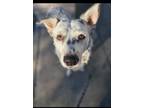 Adopt Marco a Husky, Cattle Dog