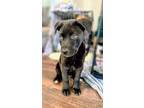 Adopt Kieran a German Shepherd Dog, Mixed Breed