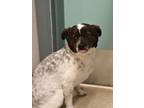 Adopt Striker a Australian Shepherd