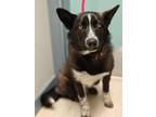 Adopt Pistachio a Border Collie