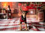 Adopt Rigatoni a Doberman Pinscher