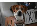 Adopt Ace a Beagle