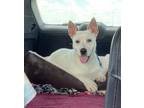 Adopt Lio a Australian Cattle Dog / Blue Heeler, Terrier