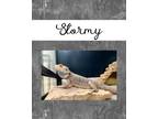 Adopt Stormy a Bearded Dragon