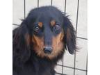 Dachshund Puppy for sale in Oskaloosa, KS, USA