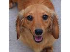 Dachshund Puppy for sale in Oskaloosa, KS, USA