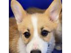 Pembroke Welsh Corgi Puppy for sale in Pink Hill, NC, USA