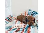 Dachshund Puppy for sale in Jerome, ID, USA