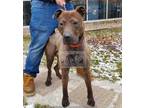 Adopt BOOMER a Brown/Chocolate Labrador Retriever / Mixed dog in Chicago Ridge