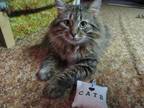 Adopt Elwood a Brown Tabby Siberian / Mixed (medium coat) cat in Creighton