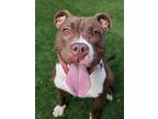 Adopt Dottie a Brown/Chocolate American Pit Bull Terrier / Mixed dog in Oak Pak