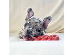 French Bulldog Puppy for sale in Staten Island, NY, USA