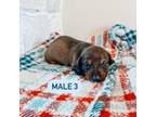 Dachshund Puppy for sale in Jerome, ID, USA