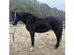 Shire QH gelding