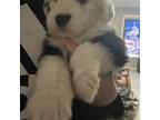 Old English Sheepdog Puppy for sale in Circleville, OH, USA