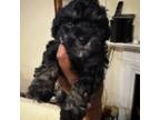 Maltipoo Puppy for sale in Durham, NC, USA