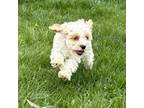 Aussiedoodle Puppy for sale in Paxton, IL, USA