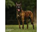Dutch Shepherd Dog Puppy for sale in Poplarville, MS, USA