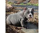 Mutt Puppy for sale in Ball Ground, GA, USA