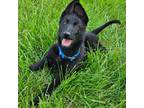 German Shepherd Dog Puppy for sale in Eolia, MO, USA